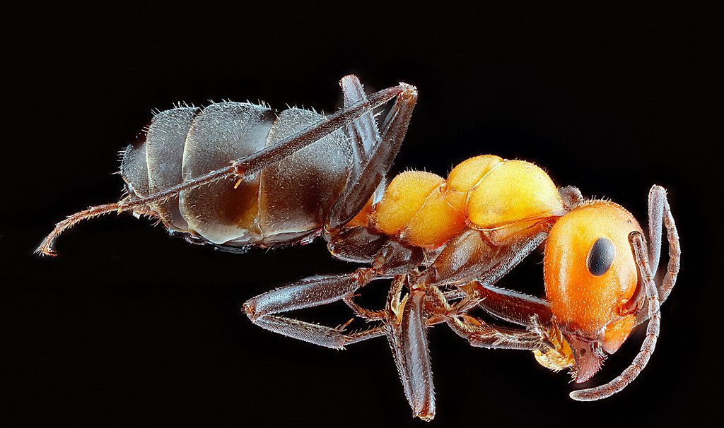 Ant Control service in Abilene, TX