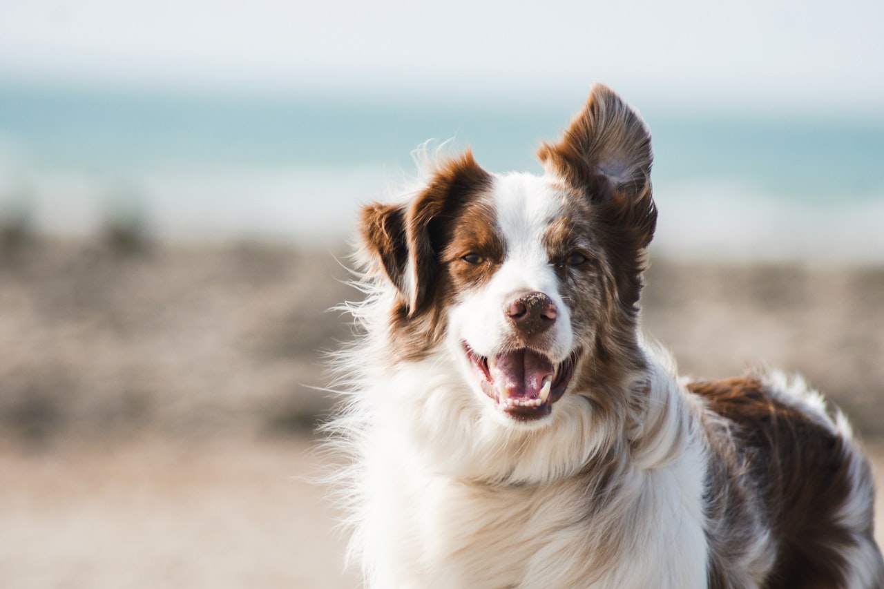 Flea & Tick Control service in Abilene, TX