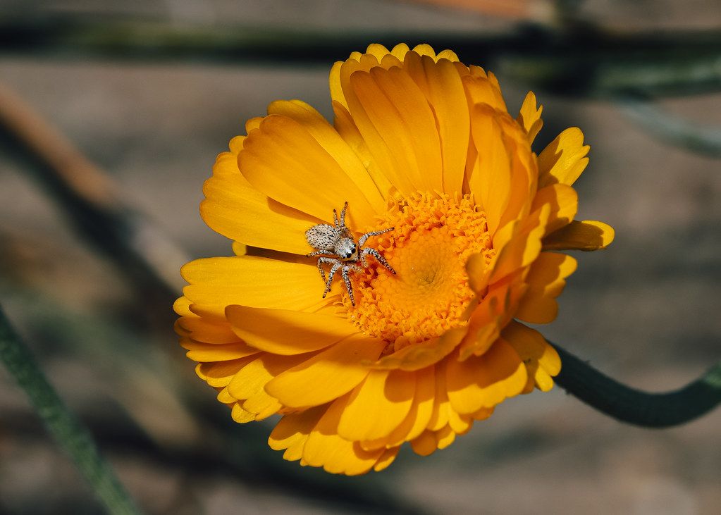 Spider Control service in Abilene, TX